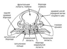 Цефалон трилобита