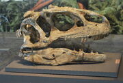 Allosaurus skull