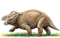 Dicynodont590.jpg