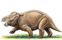 Dicynodont590