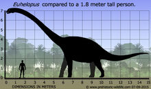 Euhelopus-size