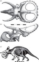 Nasutoceratops-skelet-m