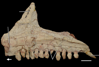 Azendohsaurus madagaskarensis maxilla medial