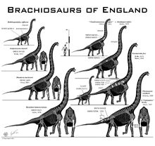 British brachiosaurs