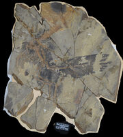 Caihong fossil