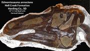 Edmontosaurus skull 01