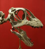 Euhelopus skull 01