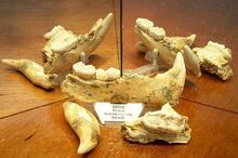 Ursus etruscus5.jpg