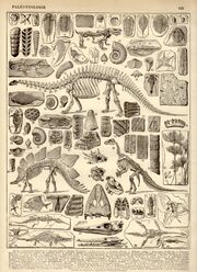 1897 Dinosaurs Paleontology Antique Print Vintage