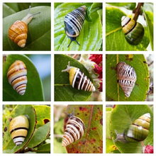 Achatinellinae-subfamily-snail-collage sq-fd712f7cc941324a6fb3b79145e79a046af00530-s800-c85