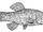 Aphanius crassicaudus