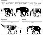 Elephant-sizes