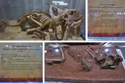 Protoceratops fossil