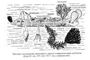 Псевдопланктон.jpg