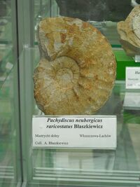 800px-Pachydiscus neubergicus.jpg