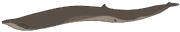 Basilosaurus cetoides recon