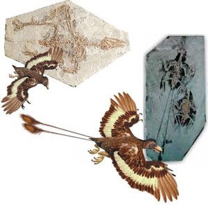 Confuciusornis 02.jpg
