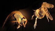Cynthiacetus and Ambulocetus