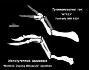 Nanotyrannus vs T-rex