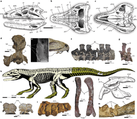 Skeletal-anatomy-of-the-erpetosuchid-pseudosuchian-Tarjadia-ruthae-a-c-Reconstruction