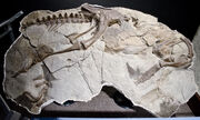 Thescelosaurus neglectus fossil.jpg