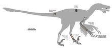 275px-Pyroraptor fossil 01.png