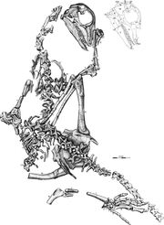 Araeoscelis-skeletons-MCZ-4380-and-MCZ-8828-referred-to-in-text-as-MCZ-I-and-MCZ-II
