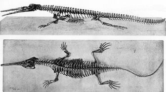 Large williston champsosaurus