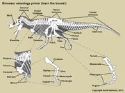 Osteology guide