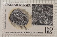 Trilobit Selenopeltis buchi buchi.png
