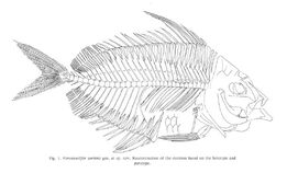 Veronavelifer