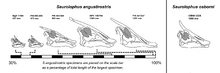 1920px-Bell-2011-Saurolophus-Cranial-Ontogeny
