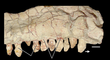 220px-Azendohsaurus madagaskarensis maxilla and teeth.png