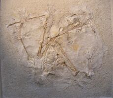 Anurognathus.jpg