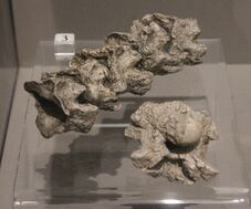 Gigantophis UMMNH