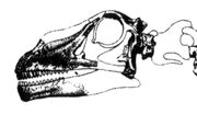 Bronto skull YPM 1986