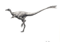 Alvarezsaurus-Yamamoto-Seiji