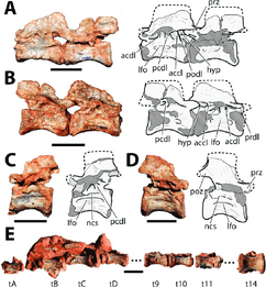 Bagualosaurus-agudoensis-UFRGS-PV-1099-T-photographs-and-interpretive-drawings-of