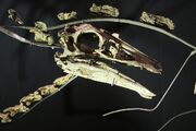 Garudimimus skull
