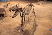 Hyaenodon (1)