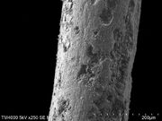 Woolly Mammoth Overhair (x250).tif