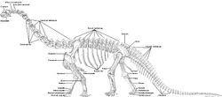 Camarasaurus-reconstruction (Osborn & Mook, 1921)