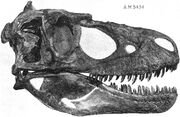 Daspletosaurus torosus skull AMNH 5434.jpg