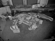 Lambeosaurus PR 380 Collected in 1921 Sternberg.jpg