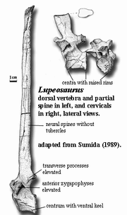 Lupeosaurus.gif