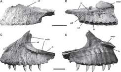 Maxillae-of-Carcharodontosaurus-A-C-iguidensis-n-sp