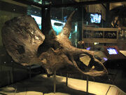 Nedoceratops skull.jpg