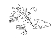 Uruguayosuchus-skel-s