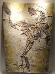 Caudipteryx fossil