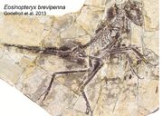 Eosinopteryx fossil.jpg